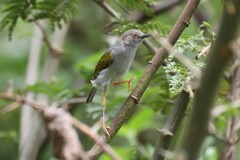 Camaroptera brachyura