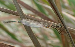 Austrolestes annulosus