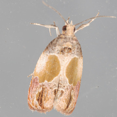 Eumarozia malachitana
