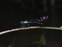 Heliocypha perforata