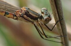 Austrolestes annulosus