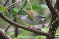Camaroptera brachyura