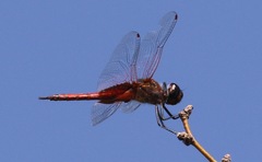 Tramea insularis
