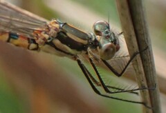 Austrolestes annulosus