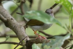 Camaroptera brachyura