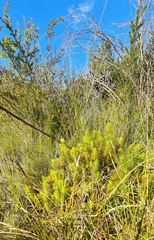 Melichrus procumbens