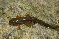 Hylodes phyllodes
