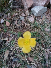 Papaver croceum