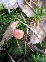Mycena rosella