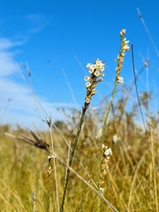 Epacris obtusifolia