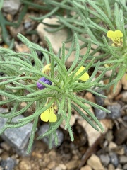 Ajuga chamaepitys