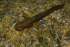 Hylodes phyllodes