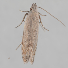 Battaristis concinnusella