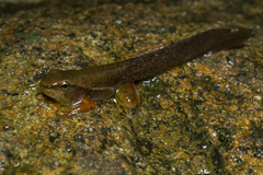 Hylodes phyllodes