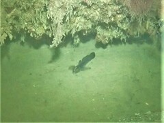 Callogobius depressus