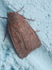 Abagrotis alternata