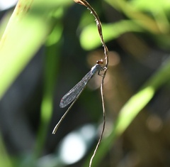 Pseudagrion pruinosum