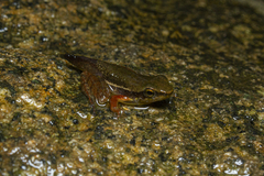 Hylodes phyllodes