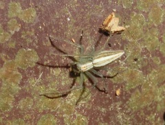 Oxyopes macilentus