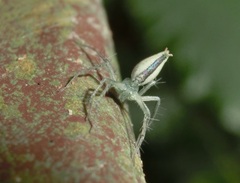 Oxyopes macilentus