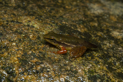 Hylodes phyllodes