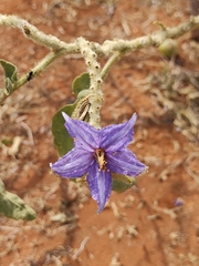 Leptostemonum