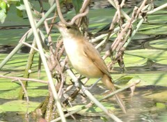 Acrocephalus australis