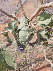 Leptostemonum