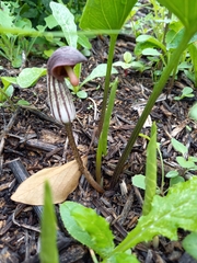 Arisarum simorrhinum