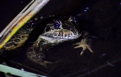 Leptodactylus luctator