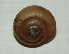 Fruticicola fruticum