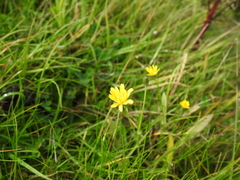 Scorzoneroides autumnalis