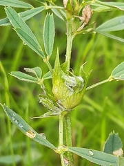 Dasineura medicaginis