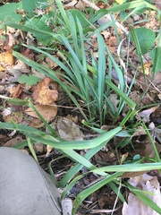 Chasmanthium sessiliflorum
