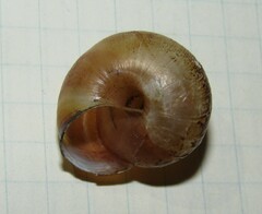 Fruticicola fruticum