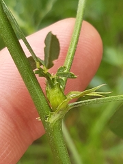 Dasineura medicaginis