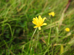 Scorzoneroides autumnalis