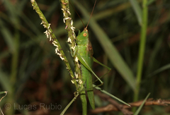 Conocephalus longipes