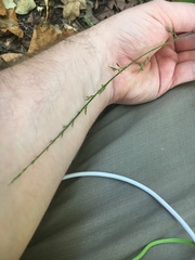 Chasmanthium sessiliflorum