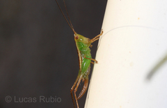 Conocephalus cinnamonifrons
