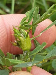 Dasineura medicaginis