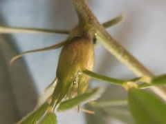 Dasineura medicaginis
