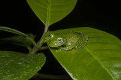 Vitreorana uranoscopa