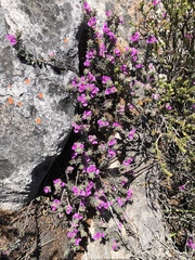 Indigofera glomerata