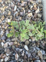 Calliandra californica