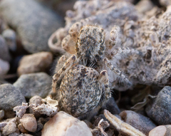 Marusyllus coreanus