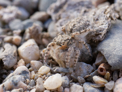 Marusyllus coreanus