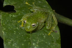 Vitreorana uranoscopa