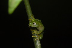 Vitreorana uranoscopa