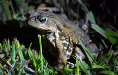 Rhinella icterica